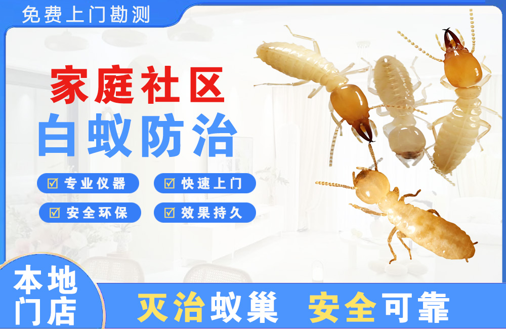 渝北家庭社区白蚁防治